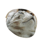 QQ cat.（個別スタンプ：5）