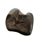 QQ cat.（個別スタンプ：6）