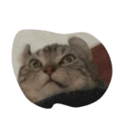 QQ cat.（個別スタンプ：7）