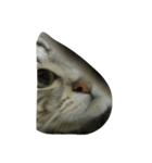 QQ cat.（個別スタンプ：8）