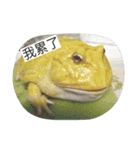 Cranwell's horned frog（個別スタンプ：1）