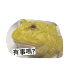 Cranwell's horned frog（個別スタンプ：4）