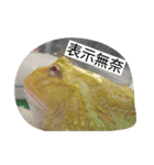 Cranwell's horned frog（個別スタンプ：9）