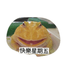 Cranwell's horned frog（個別スタンプ：11）