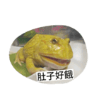 Cranwell's horned frog（個別スタンプ：13）