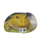 Cranwell's horned frog（個別スタンプ：14）