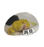 Cranwell's horned frog（個別スタンプ：15）