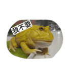 Cranwell's horned frog（個別スタンプ：21）