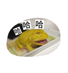 Cranwell's horned frog（個別スタンプ：24）