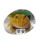 Cranwell's horned frog（個別スタンプ：25）