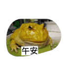 Cranwell's horned frog（個別スタンプ：27）