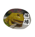 Cranwell's horned frog（個別スタンプ：29）