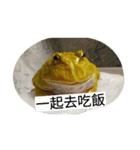 Cranwell's horned frog（個別スタンプ：30）