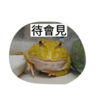 Cranwell's horned frog（個別スタンプ：31）