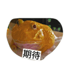 Cranwell's horned frog（個別スタンプ：33）