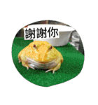 Cranwell's horned frog（個別スタンプ：35）