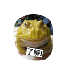 Cranwell's horned frog（個別スタンプ：36）