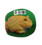 Cranwell's horned frog（個別スタンプ：37）