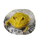 Cranwell's horned frog（個別スタンプ：38）