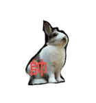 Zhao Bunny*Text version（個別スタンプ：1）