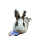 Zhao Bunny*Text version（個別スタンプ：2）