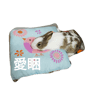 Zhao Bunny*Text version（個別スタンプ：4）