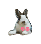 Zhao Bunny*Text version（個別スタンプ：5）