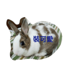 Zhao Bunny*Text version（個別スタンプ：6）