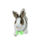 Zhao Bunny*Text version（個別スタンプ：7）