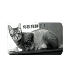 Cats rule the would（個別スタンプ：2）