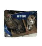 Cats rule the would（個別スタンプ：4）