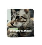 Cats rule the would（個別スタンプ：8）