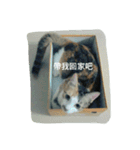 Cats rule the would（個別スタンプ：10）