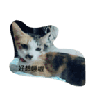 Cats rule the would（個別スタンプ：16）