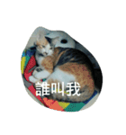 Cats rule the would（個別スタンプ：26）