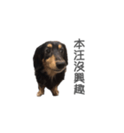 Long haired dachshund Cookie（個別スタンプ：1）