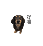 Long haired dachshund Cookie（個別スタンプ：3）