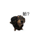 Long haired dachshund Cookie（個別スタンプ：6）