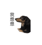 Long haired dachshund Cookie（個別スタンプ：9）