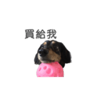 Long haired dachshund Cookie（個別スタンプ：11）