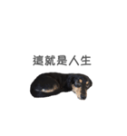 Long haired dachshund Cookie（個別スタンプ：12）