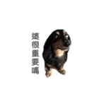 Long haired dachshund Cookie（個別スタンプ：14）