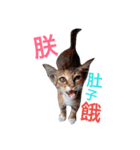 Flash cat（個別スタンプ：2）