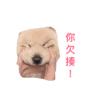 chowchow leebai（個別スタンプ：1）