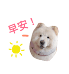 chowchow leebai（個別スタンプ：5）