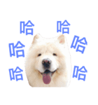 chowchow leebai（個別スタンプ：15）