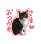 マカロンCAT01（個別スタンプ：3）