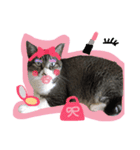 マカロンCAT01（個別スタンプ：15）