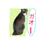 マカロンCAT01（個別スタンプ：25）