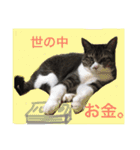 マカロンCAT01（個別スタンプ：30）